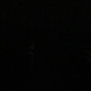 Meet your Posher, Marley